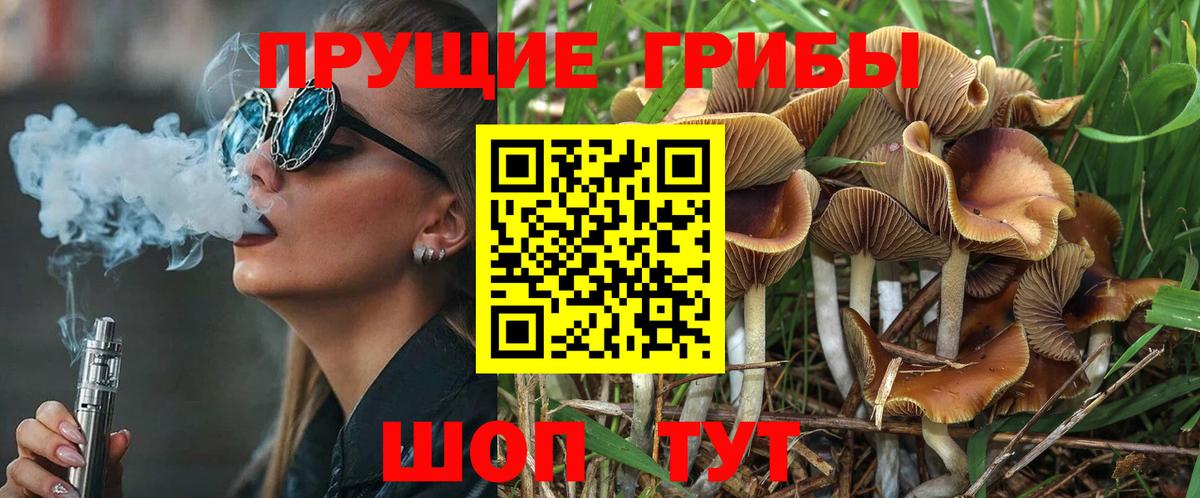 Галлюциногенные грибы Cubensis  где купить наркоту  Новоалтайск  Вход с VPN 